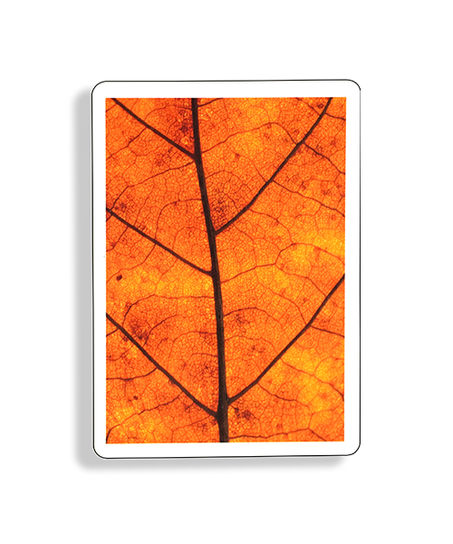 #MYNOC 7: (Leaf)